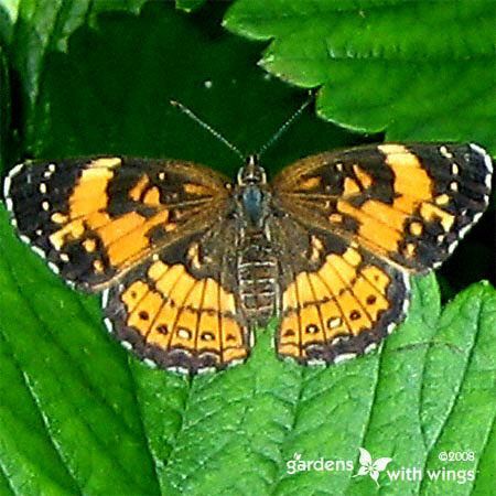 Silvery Checkerspot