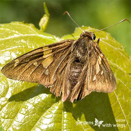 Silver-spotted Skipper