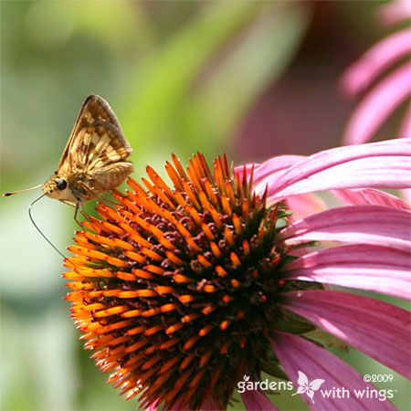 small butterfly sips nectar from purple flower