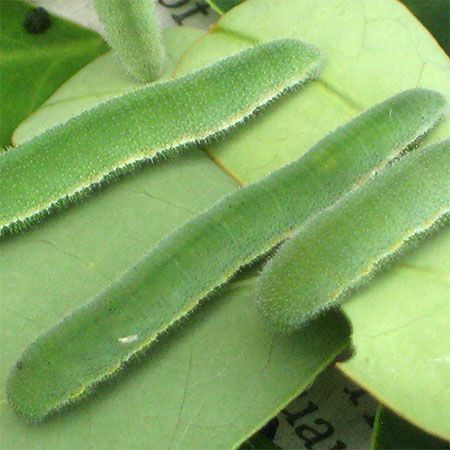 long slender green caterpillars