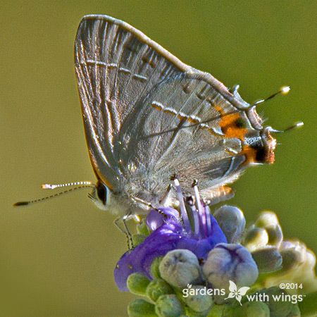 small grey, orange butterfly