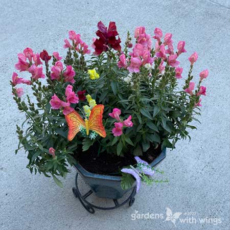 pink, red, yellow flowers