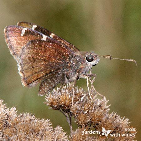 Southern Cloudywing