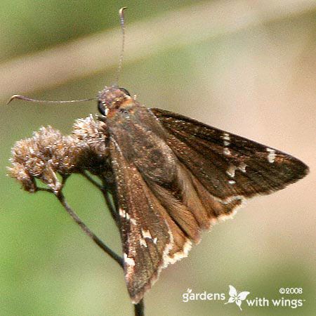 Southern Cloudywing