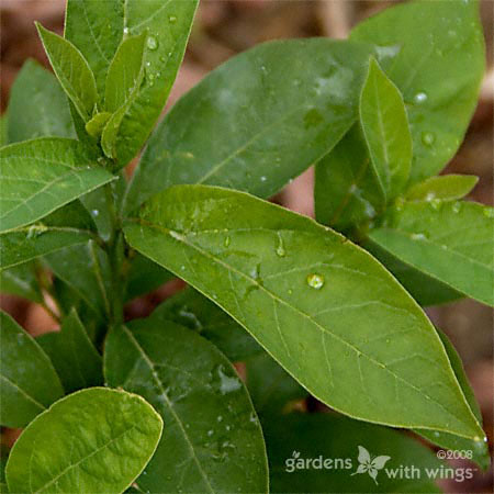 Spicebush: Host Plant for Spicebush Swallowtail