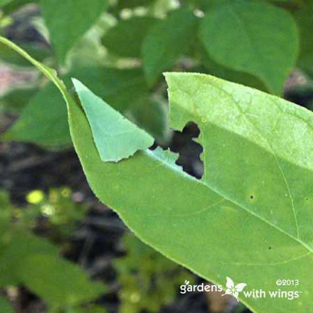 butterfly caterpillar hiding in spicebush leaf