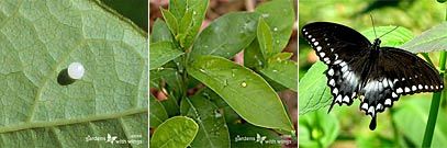 Spicebush Swallowtail Egg on Leaf