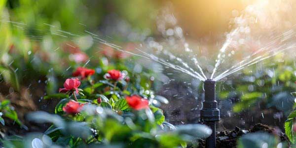sprinkler flowers | Gardens with Wings