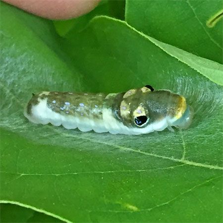 green caterpillar with black eyes