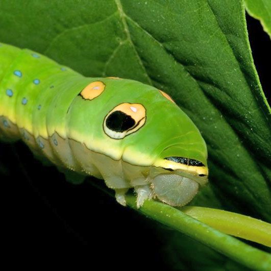 green caterpillar with black and yellow spots