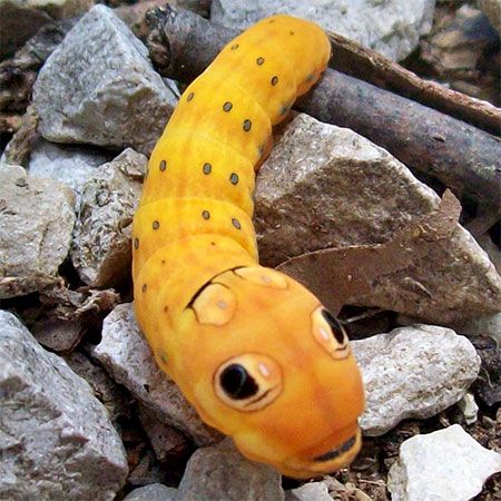 orange caterpillar with black spots