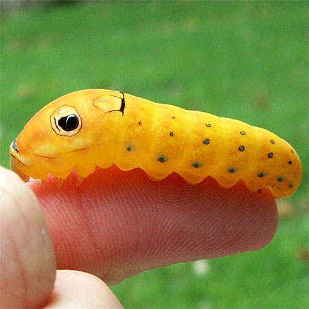 orange caterpillar on finger