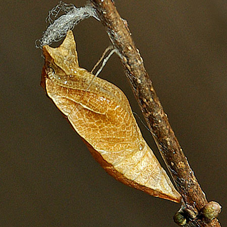 brown chrysalis hung by silk onto a brance