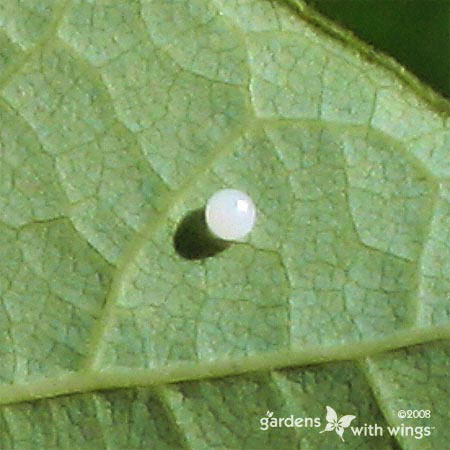 white round butterfly egg