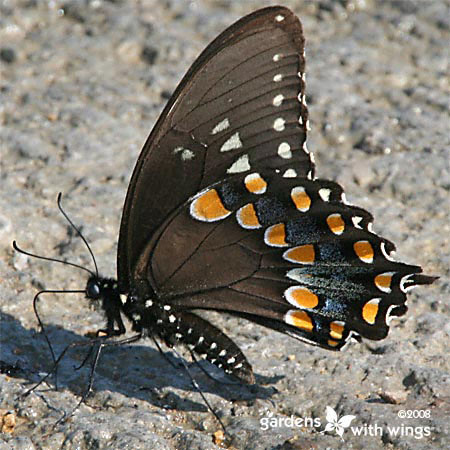 black butterfly with orange, blue, and white markings