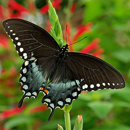 black wings with blue hindwings and white dots on wing edges