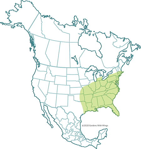 spicebush flight range map - map highlights lower south eastern state and east coast