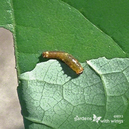 tine brown larva