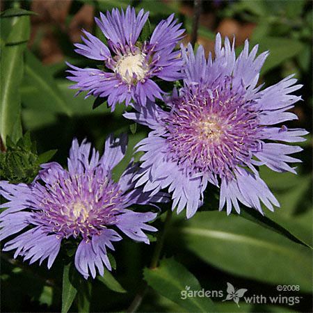 large purple flowers for butterflies