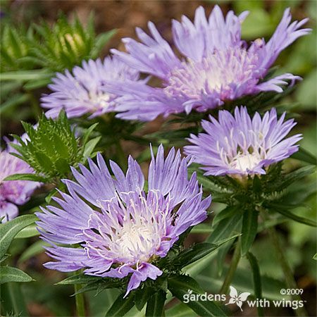 large lavendar flower with white center