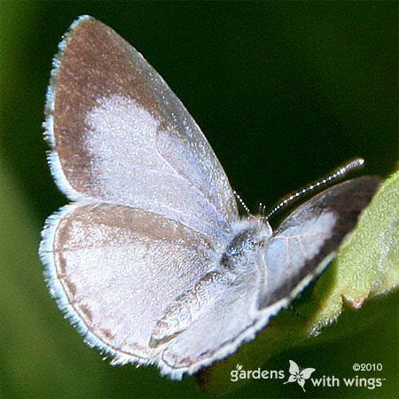 small light blue and tan butterfly