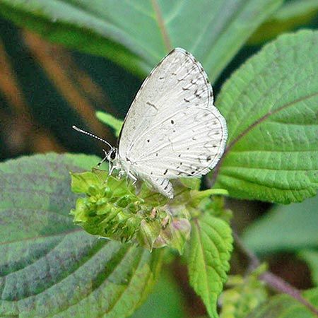 tiny white butterfly with black spots