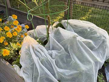Garden bed with yellow flowers on the left and plants wrapped in translucent protective row covers.