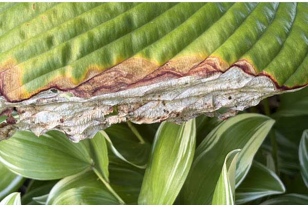sun scorched leaves | Gardens with Wings Close-up of a large green leaf with brown, peeling edges indicating damage, over other green foliage.