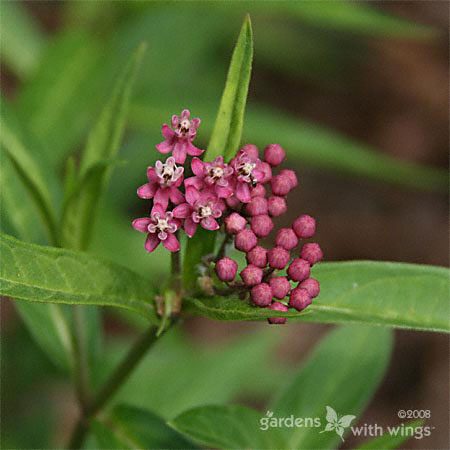 Swamp Milkweed