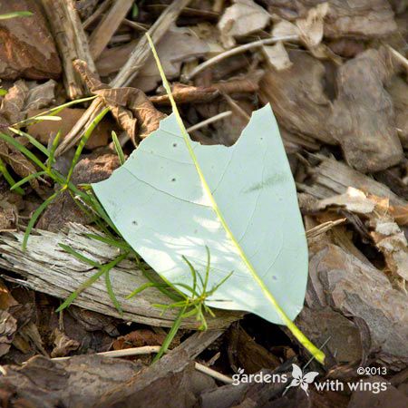 sweet bay magnolia leaf eaten by butterfly caterpillar
