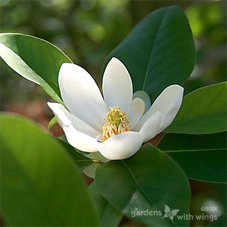 white sweetbay magnolia flower with orange center