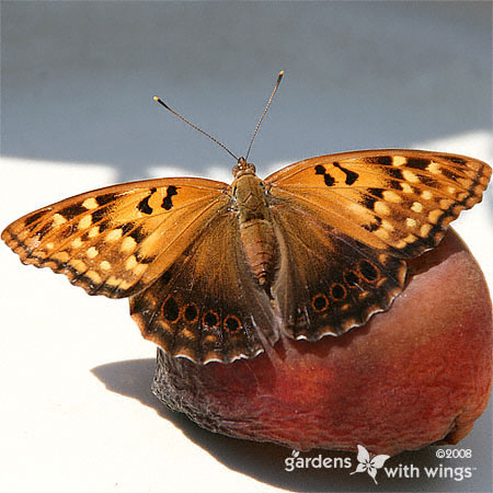 Tawny EmperorButterfly with Open Wings