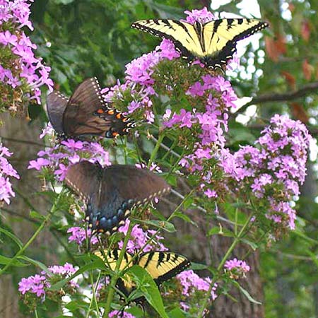 purple flowers with black and yellow butterflies