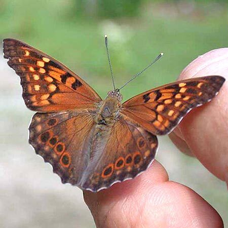 Wings of a brown and orange butterfly perched on fingers