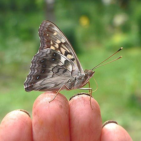 grey butterfly with brown and beige markings