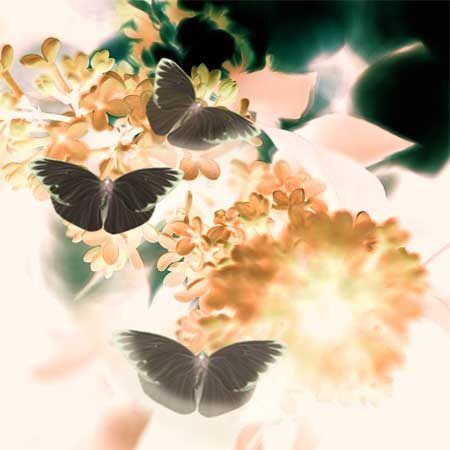 Three black butterflies flying over light brown and pink flowers