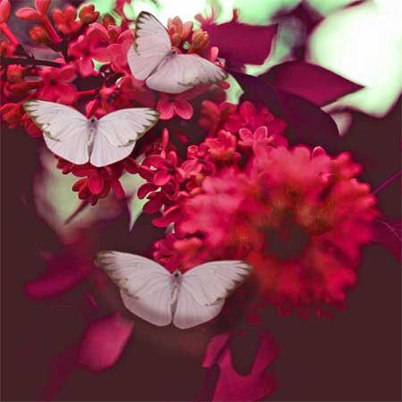 Bright red flowers with three white cabbage butterflies 