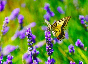 What to Know About Lawn Care for Butterfly Habitats