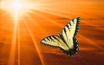 yellow butterfly flying towards sun