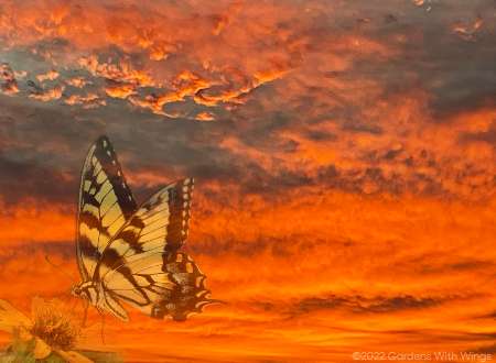 yellow and black butterfly flying with orange clouds