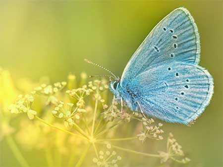 small blue butterfly