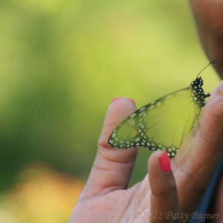 Translucent butterfly sitting in hand