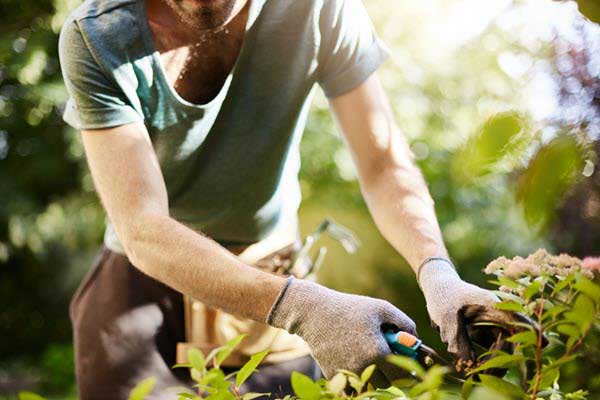 trimming plant | Gardens with Wings