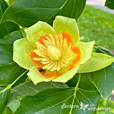 green, yellow, and orange flower