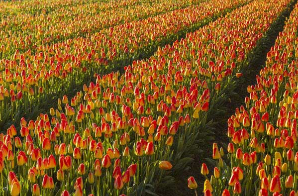 Rows of red and yellow tulips in a sunlit field with neat furrows between rows.