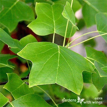 Leaves of a Tulip Poplar Tree