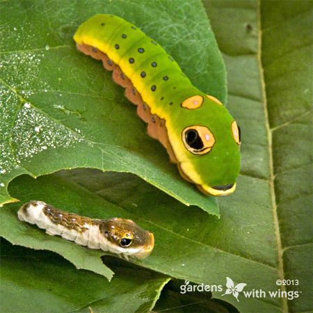Two Sizes of the Spicebush Caterpillar