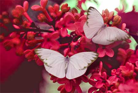 2 white butterflies on red flowers