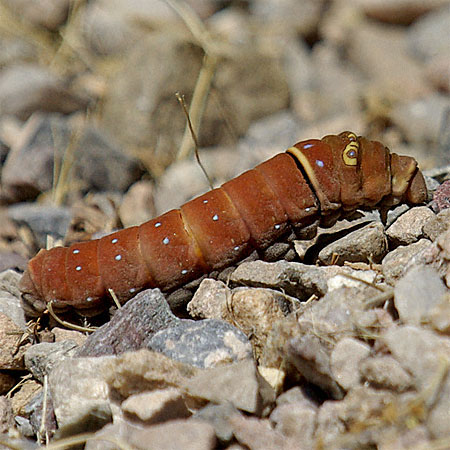 red caterpillar crawling on stones