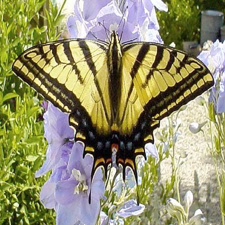 gorgeous yellow and black butterfly